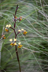 Diuris pardina
