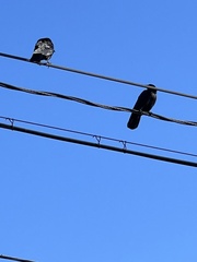 Corvus