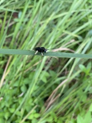 Melissodes bimaculatus