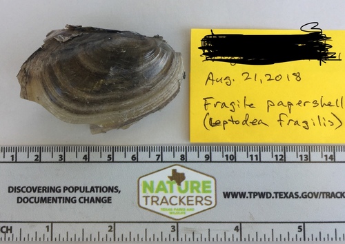 Potamilus fragilis