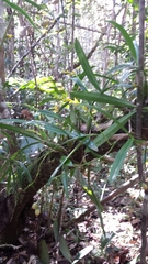 Bulbophyllum auriflorum image