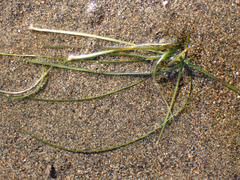 Zostera japonica