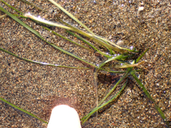 Zostera japonica
