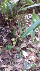 Bulbophyllum auriflorum image