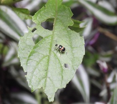 Paratriarius adonis