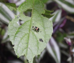 Paratriarius adonis