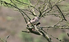 Columbina cruziana
