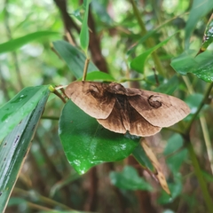 Hypopyra vespertilio