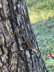 Anolis sagrei