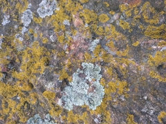Parmelioideae