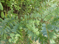Robinia pseudoacacia