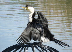 Microcarbo melanoleucos brevirostris