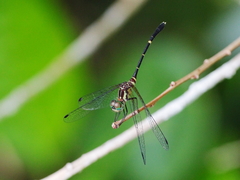 Nannophlebia eludens