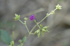 Boerhavia diffusa