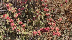 Cotoneaster nummularius