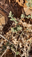 Chenopodium vulvaria