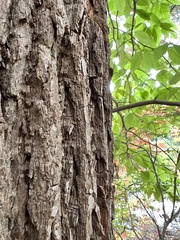 Magnolia acuminata