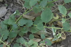 Boerhavia diffusa