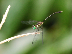 Nannophlebia eludens