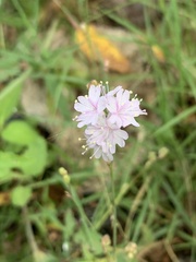 Boerhavia xantii