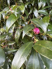 Syzygium