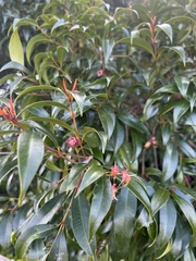 Syzygium