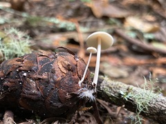 Strobilurus trullisatus