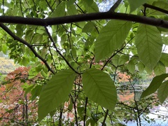 Magnolia acuminata
