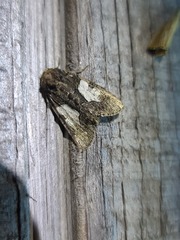 Chytonix palliatricula