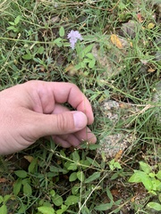 Boerhavia xantii