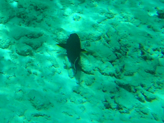 Acanthurus nigricauda