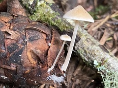 Strobilurus trullisatus