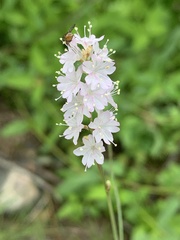 Boerhavia xantii
