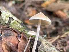 Strobilurus trullisatus