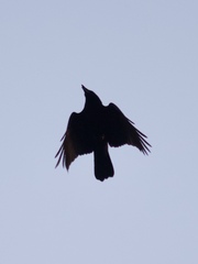 Corvus brachyrhynchos