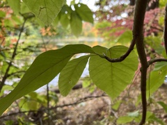 Magnolia acuminata