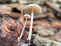 Strobilurus trullisatus