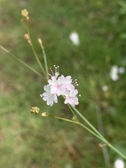 Boerhavia xantii