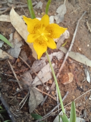 Calochortus barbatus