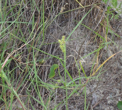 Cenchrus spinifex
