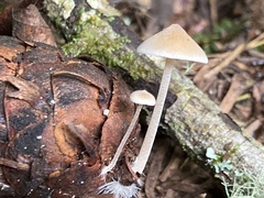 Strobilurus trullisatus