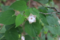 Polystemma guatemalense
