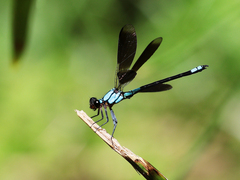 Diphlebia euphoeoides