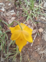 Calochortus barbatus