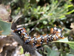 Psalidostetha banksiae