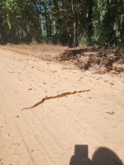 Pantherophis guttatus