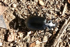 Calosoma peregrinator