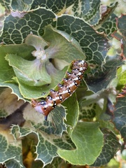 Psalidostetha banksiae