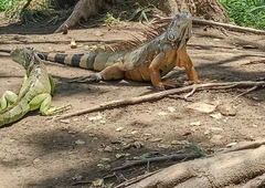 Iguana iguana