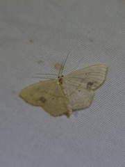 Scopula limboundata